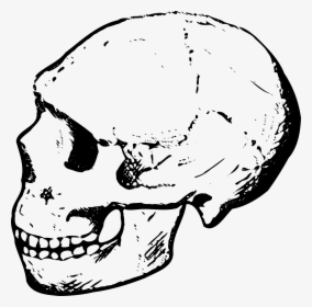 Skull Svg Clip Arts - Clipart Of A Skull, HD Png Download, Free Download