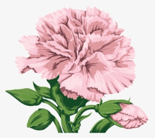 Transparent Background Pink Carnation Illustration, HD Png Download, Free Download