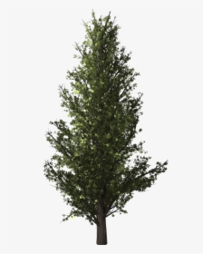 Forest Trees Png, Transparent Png, Free Download