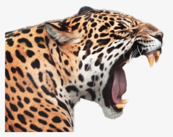 Jaguar Png Image - Gambar Macan Tutul Animasi, Transparent Png, Free Download