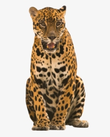 Jaguar Transparent Image - Jaguar Costa Rica Png, Png Download, Free Download