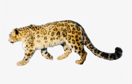 Jaguar Png - Jaguar Transparent Art, Png Download, Free Download