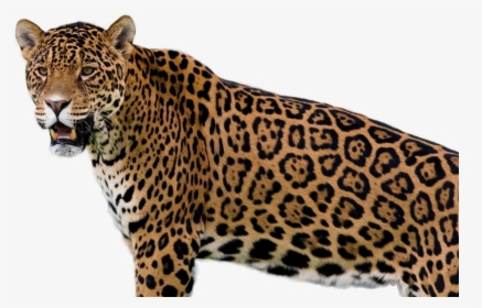 Jaguar Png Image - Jaguar Wild Animal, Transparent Png, Free Download