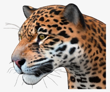 Jaguar Png - 3d Model Poser Jaguar, Transparent Png, Free Download