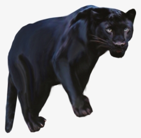 Pantera Animal Png Clipart Black Panther Leopard Jaguar - Jaguar Negro Png, Transparent Png, Free Download