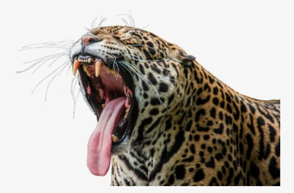 Jaguar, Predator, Wilderness, Zoo, Animal World - Animal Siruthai Painting Hd, HD Png Download, Free Download