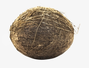 Coconut - Portable Network Graphics, HD Png Download, Free Download