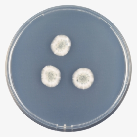 Aspergillus Brevijanus Cya - Circle, HD Png Download, Free Download