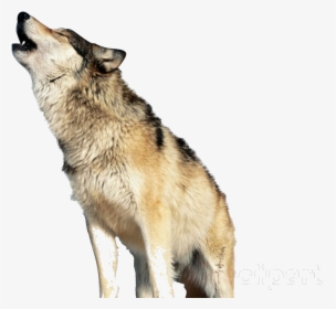 Wolf Howling Clipart Saarloos Wolfdog Canadian Eskimo - Wolf Howling Png, Transparent Png, Free Download