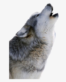 #wolf #howling #freetoedit - Wolf Howling, HD Png Download, Free Download