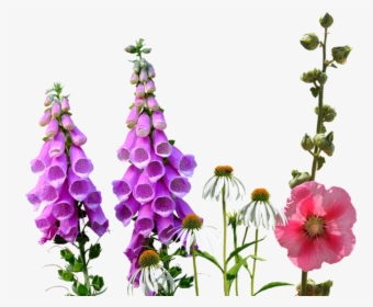 Larkspur, Wildflowers, Meadow - Wildflowers Png, Transparent Png, Free Download
