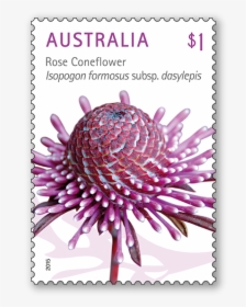 Australia Stamp Rose Coneflower, HD Png Download, Free Download