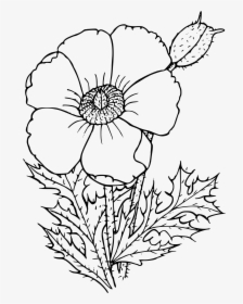 Sacramento Mountains Prickly Poppy Clip Arts - Poppy Drawing Png, Transparent Png, Free Download