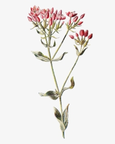 Wildflowers Drawing Dainty Flower - Wildflower Transparent Background, HD Png Download, Free Download