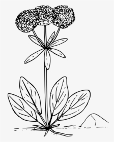 Wildflower Clipart Prairie Flower - Wild Flower Vector Png, Transparent Png, Free Download