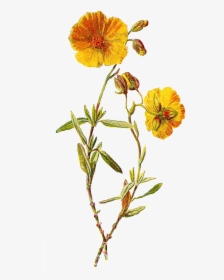 Rock-rose - Wildflower Png, Transparent Png, Free Download