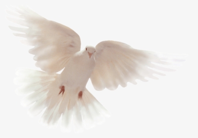 Holy Spirit Dove , Png Download - Only Believe All This Are Possible, Transparent Png, Free Download