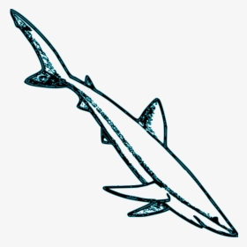 Vector Sharks Shark Bite - Blue Shark Outline In Blue, HD Png Download, Free Download