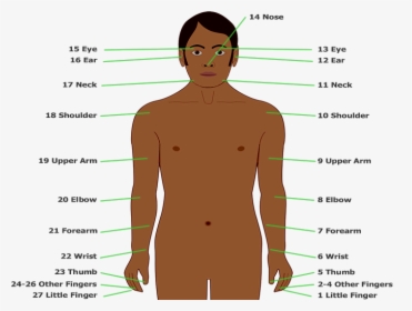 Counting To 27 With The Body-part Tally Used By The - Barechested, HD Png Download, Free Download