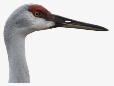 Canada Crane, Crane, Animal World, Nature, Bill - Animal Crane Png, Transparent Png, Free Download