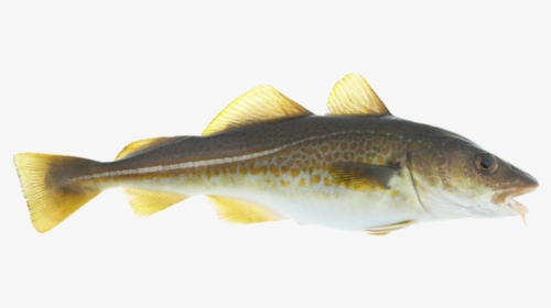 Does A Cod Fish Look Like, HD Png Download, Free Download
