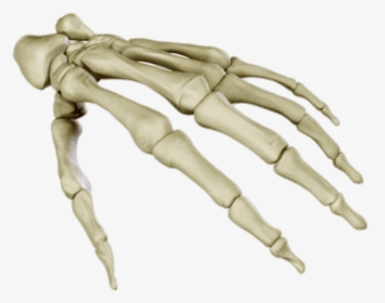 Bones Of The Hand - Hand Bones 3d Model, HD Png Download, Free Download