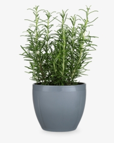 Gc Flowerpot Oe16 5 Cm Cold Grey Grand Cru - Transparent Background Of Flower Pot, HD Png Download, Free Download