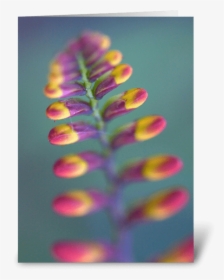 Tropical Flower Greeting Card - Chasmanthe, HD Png Download, Free Download