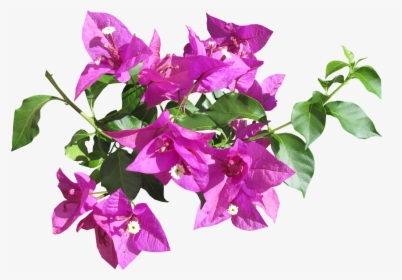 Flower Tropical Summer Free Picture - Transparent Bougainvillea Flower Png, Png Download, Free Download