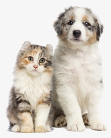Transparent Dog Cat Png - American Curl Cat, Png Download, Free Download