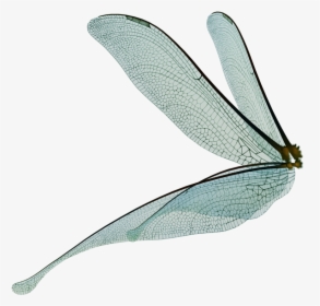 #wings #fairy #wing #bug #fly #fairies #bugs #freetoedit - Transparent Fairy Wings Png, Png Download, Free Download