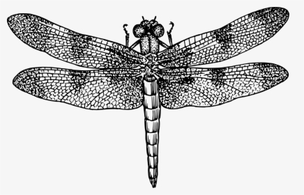 Dragonfly Png, Transparent Png, Free Download