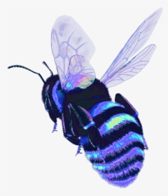 Transparent Bug Wings Png - Transparent Bug, Png Download, Free Download