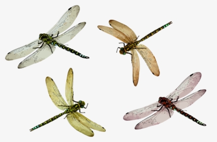Dragonfly,netwinged Insects,invertebrate - Dragonfly Png, Transparent Png, Free Download