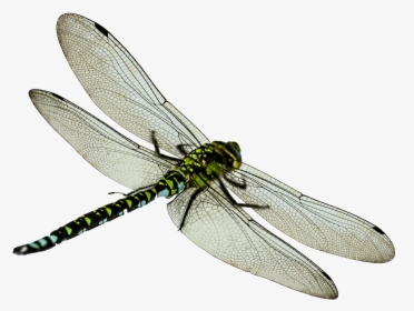 Dragonfly - Dragon Fly Transparent Background, HD Png Download, Free Download