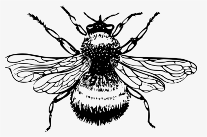 Bumblebee, Bumble, Bee, Insect, Wings, Stinger - Bumble Bee Drawing Png, Transparent Png, Free Download
