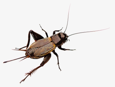 Cricket Insect Png - Cricket Insect, Transparent Png, Free Download