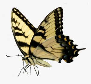 #butterfly #insect #wings - Papilio Machaon, HD Png Download, Free Download