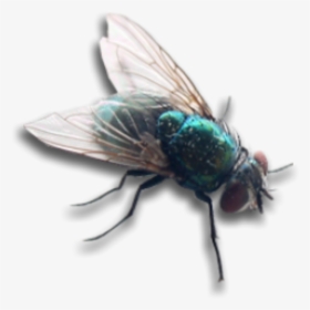 Housefly Fly Bug Insect Wings Overlay Decoration Decal - Fly Png, Transparent Png, Free Download