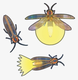 Transparent Insects Png - Net-winged Insects, Png Download, Free Download