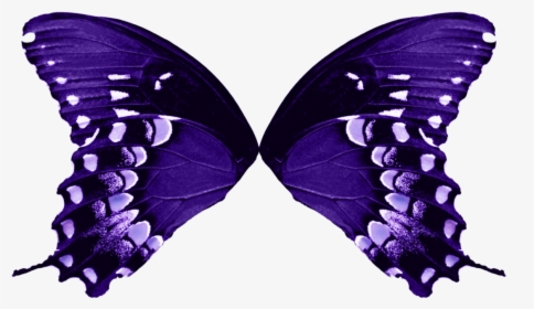 Transparent Wings Png - Butterfly Wings Transparent Background, Png Download, Free Download