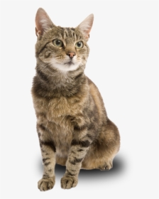 Female Brown Tabby Cat, HD Png Download, Free Download