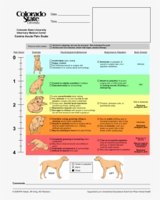 Pain Score Dog, HD Png Download, Free Download