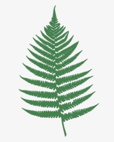 Ferns In Png - Fern Clipart, Transparent Png, Free Download
