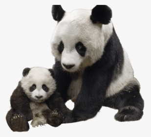 Panda And Baby - Happy Birthday Baby Panda, HD Png Download, Free Download