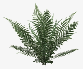 Yellow Fir,plant,terrestrial Plant,vascular Plant,tree,ferns - Ferns Png, Transparent Png, Free Download