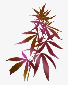 Transparent Fern Clipart, Fern Png Image - Cannabis Plant, Png Download, Free Download