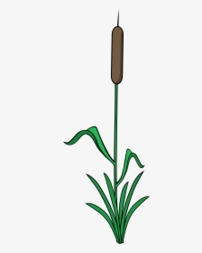 Single Reed - Single Reed Plant, HD Png Download, Free Download
