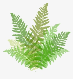 Transparent Fern Clipart - Ferns Clipart, HD Png Download, Free Download
