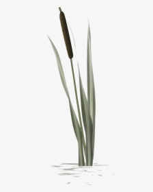 Transparent Reed Grass Png - Agave, Png Download, Free Download